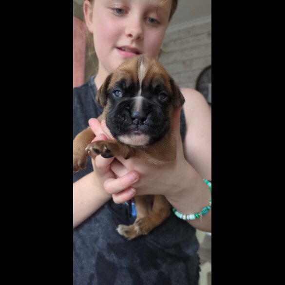 Boxer - Both