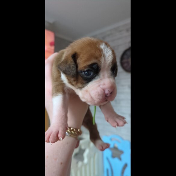 Boxer - Both