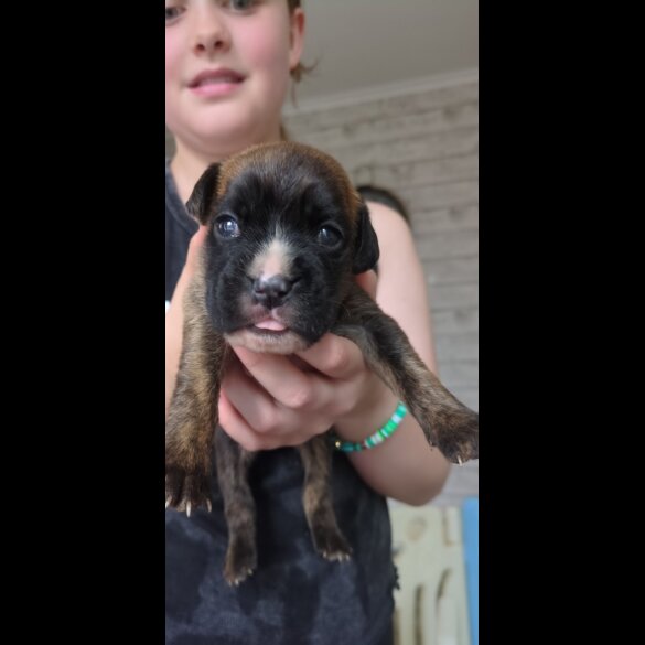 Boxer - Both