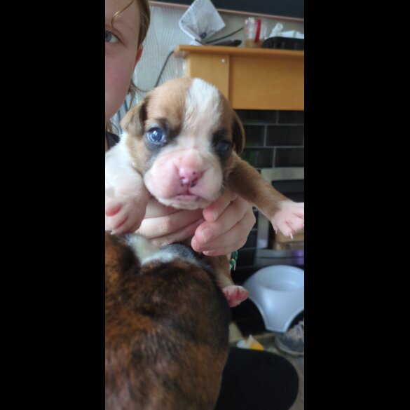 Boxer - Both
