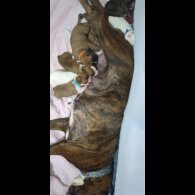 Boxer - Both