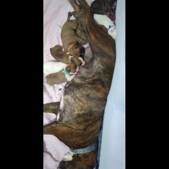 Boxer - Both