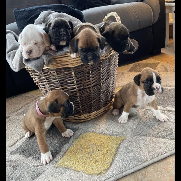 Boxer - Both