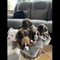 Boxer - Both