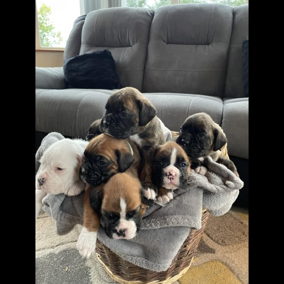 Boxer - Both