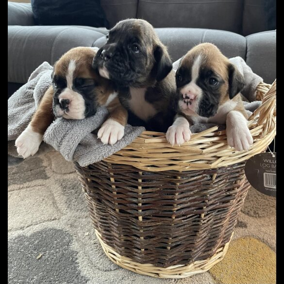 Boxer - Both