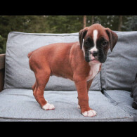 Boxer - Both