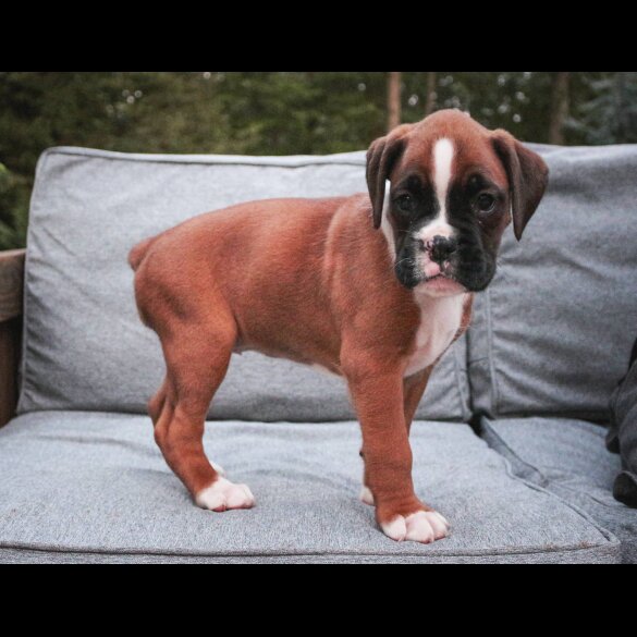 Boxer - Both