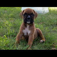 Boxer - Both