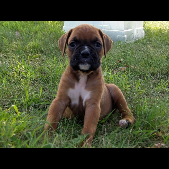 Boxer - Both