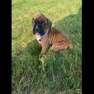 Boxer - Both