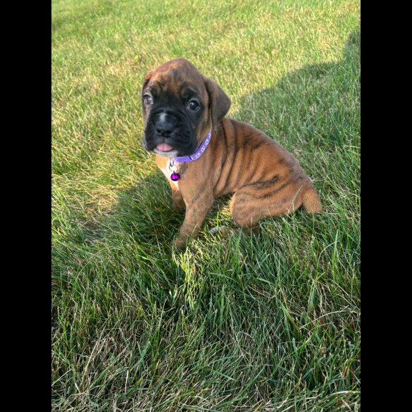 Boxer - Both