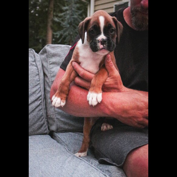 Boxer - Both