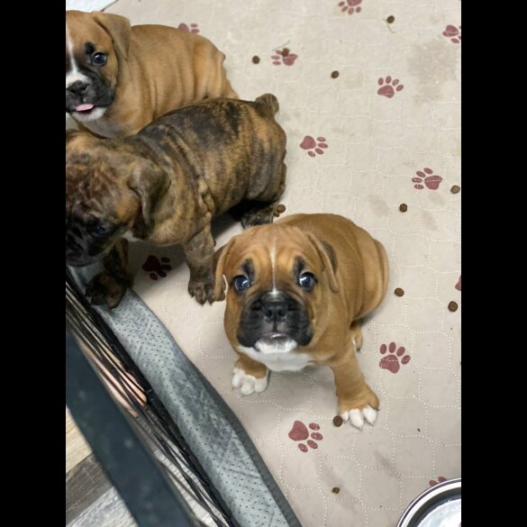Boxer - Both