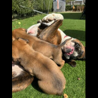 Boxer - Both