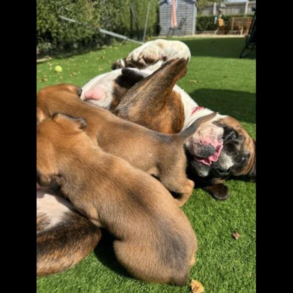 Boxer - Both