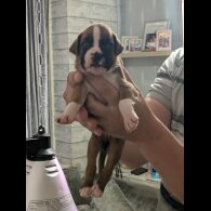 Boxer - Both
