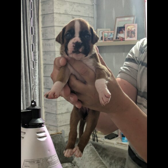 Boxer - Both