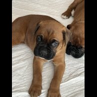 Boxer - Both