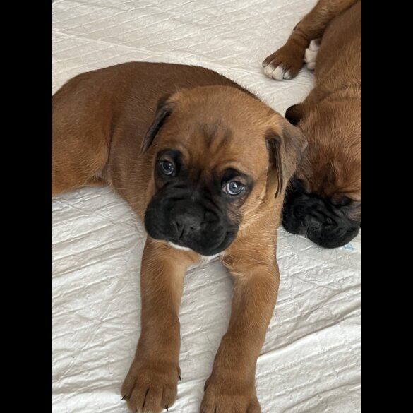 Boxer - Both