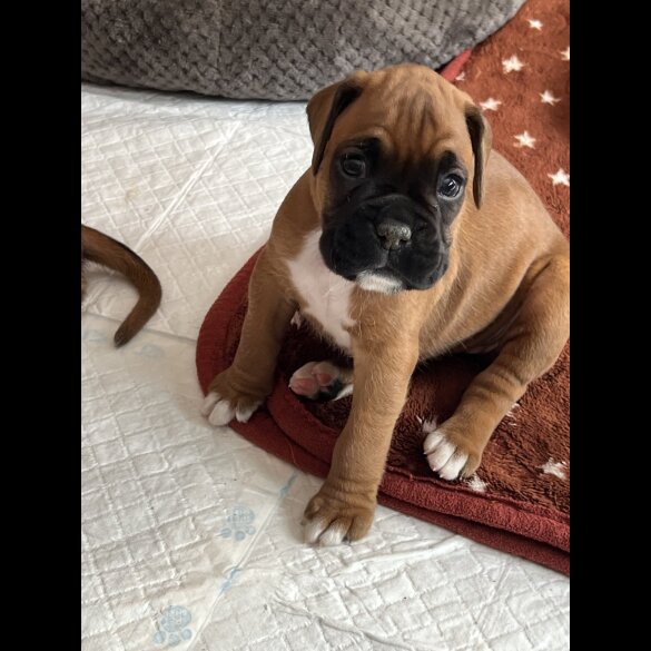Boxer - Both