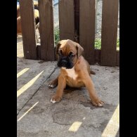 Boxer - Both