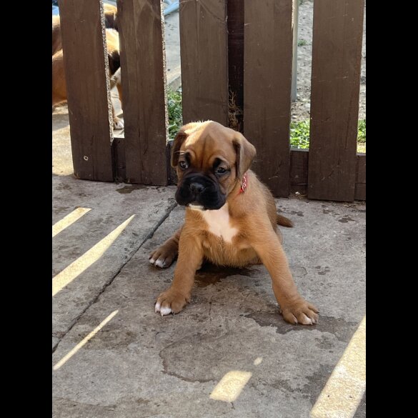 Boxer - Both