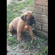 Boxer - Both