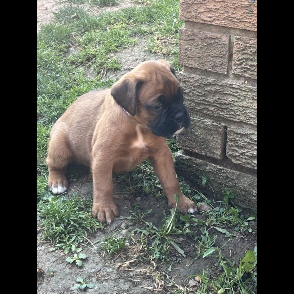 Boxer - Both