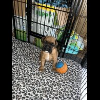 Boxer - Both