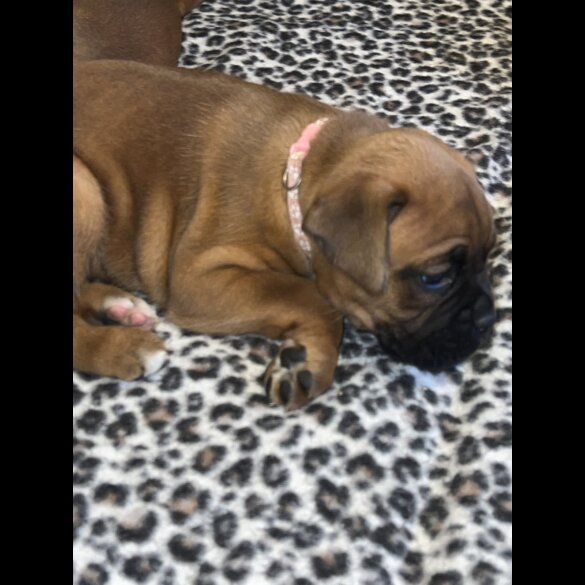 Boxer - Both