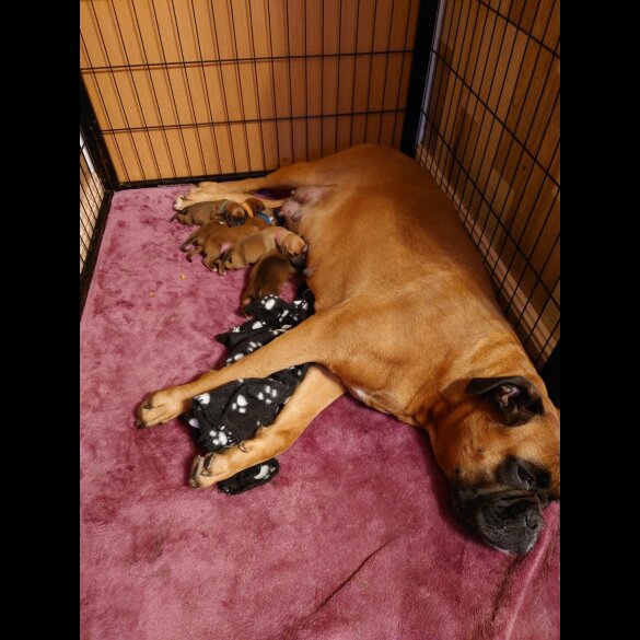 Boxer - Both