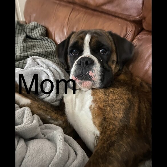 Boxer - Dogs