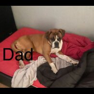 Boxer - Dogs