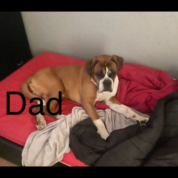 Boxer - Dogs