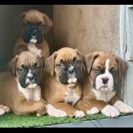 Boxer - Both