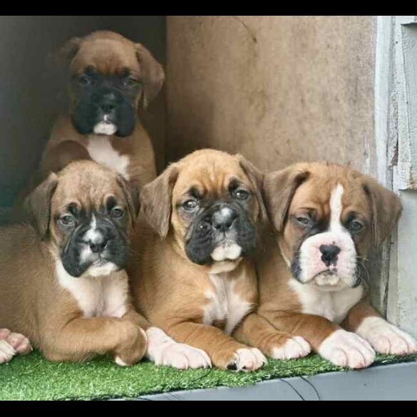Boxer - Both