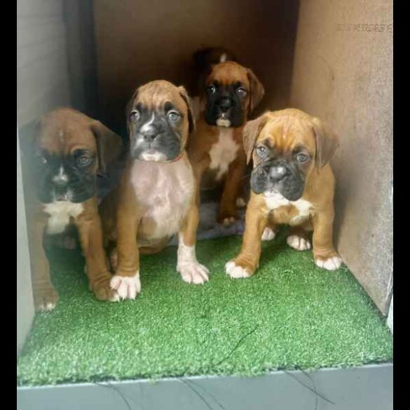 Boxer - Both