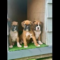 Boxer - Both