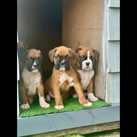 Boxer - Both
