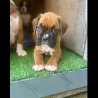 Boxer - Both