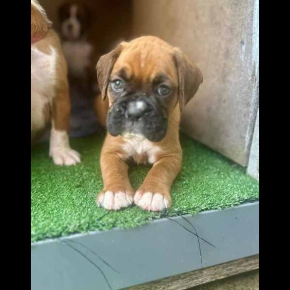 Boxer - Both