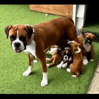 Boxer - Both