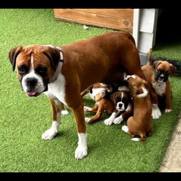 Boxer - Both