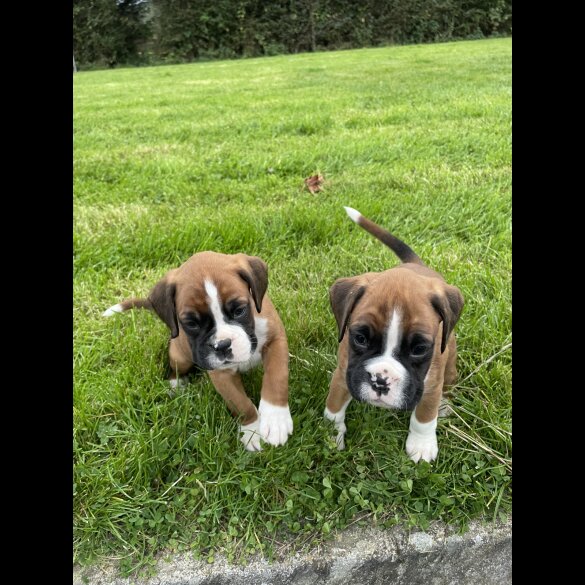Boxer - Both