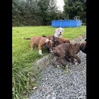 Boxer - Both