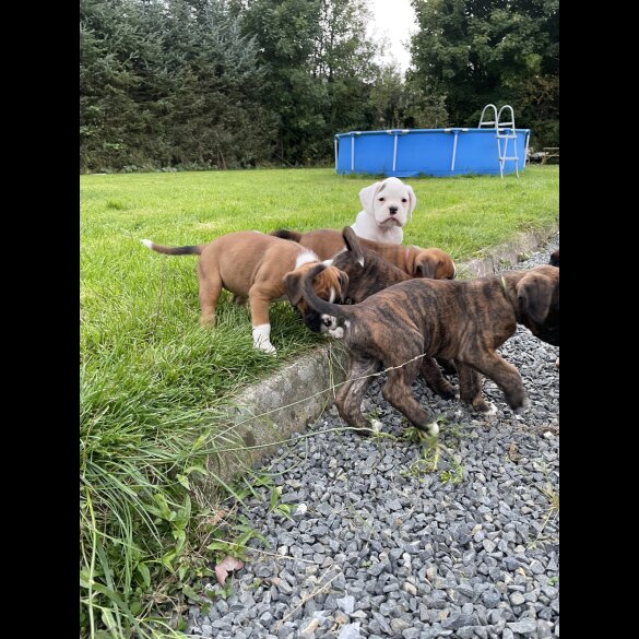 Boxer - Both