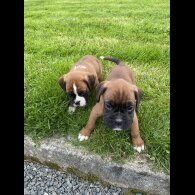Boxer - Both