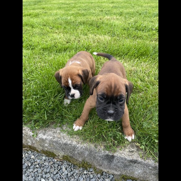 Boxer - Both