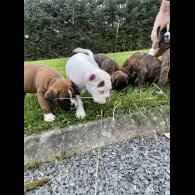 Boxer - Both